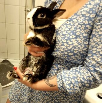 Oddam króliczka miniaturkę