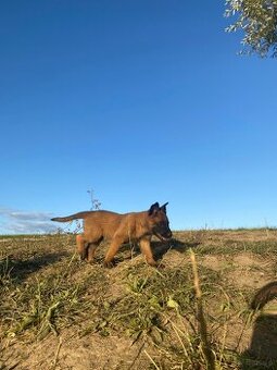 Owczarek Belgijski Malinois Szczeniak