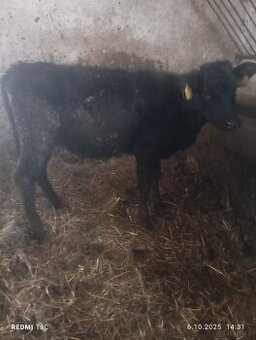 Jałówki miesne cielaki odsadki