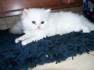 Czysto biała, niebieskooka kotka perska.
