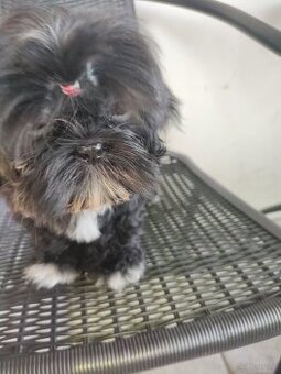 Suczka Shih-tzu