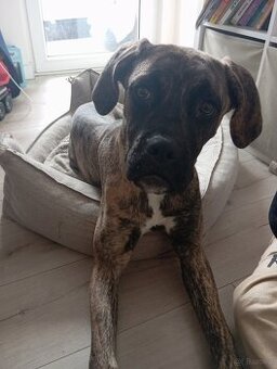 Suczka Cane Corso