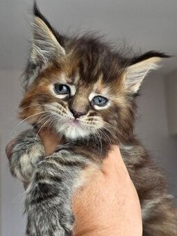 MAMY MAŁE KOCIĘTA MAINE COON