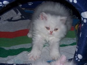 Czysto białe kocięta perskie Piękna,