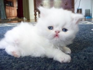 Urocze kocięta perskie dostępne.