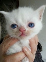 Maleńkie kocięta perskie Teacup do adopcji.