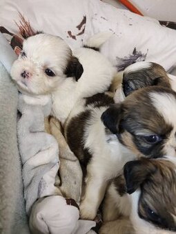Śliczne szczeniaczki mieszanka Shih-tzu-pekinczyk