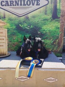 Terrier szkocki - Scottish terrier