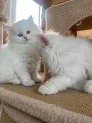 Dwa piękne kocięta perskie czystej krwi dostępne.