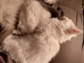 Kotki gotowe na zmianę domu