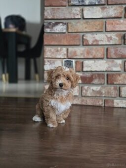 Śliczny piesek Maltipoo.