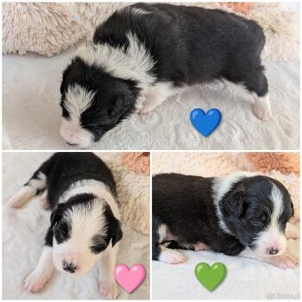 Border kolie s PP 🤗🐾🐕🍼🥰
