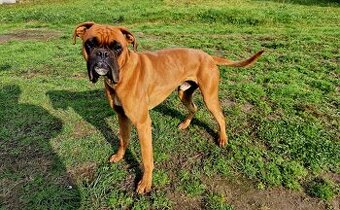 Pilnie roczny bokser reproduktor z papierami