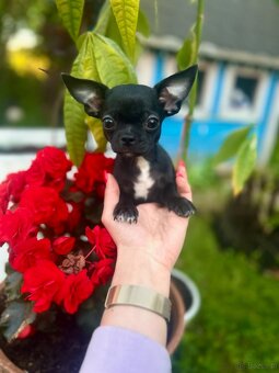 Chihuahua piesek