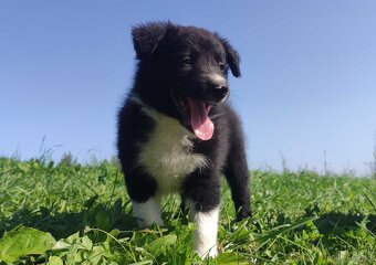 BORDER COLLIE - Rasowy z Hodowli po super rodzicach