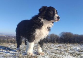 Piękna Suczka BORDER COLLIE z papierami po dobrych rodzicach