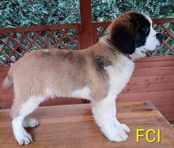 Bernardyn FCI szczeniak dziewczynka