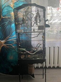 Sprzedam dwie papugi + wyposażenie (nimfa i mnicha)