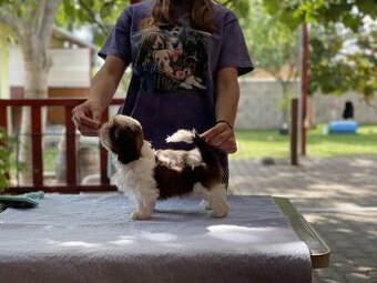 Shih tzu