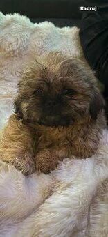 Szczeniaczki Shih Tzu