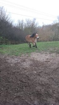 Sprzedam klacz zimnokwista 3 letnia zrebna