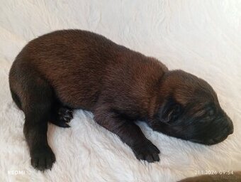 Owczarek belgijski z rodowodem FCI