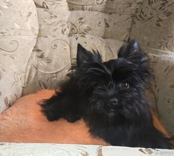 Yorkshire Terrier Black