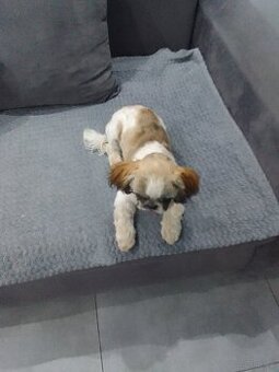 Shih tzu