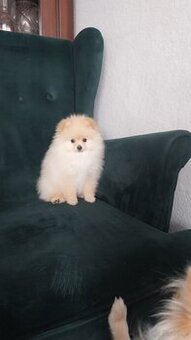 Szpic miniaturowy pomeranin
