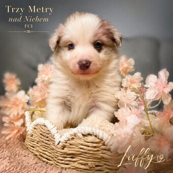 Border Collie szczenięta FCI