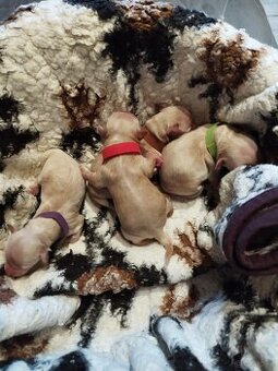 Maltipoo rezerwacja
