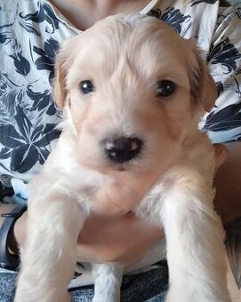 Maltipoo ostatnia suczka