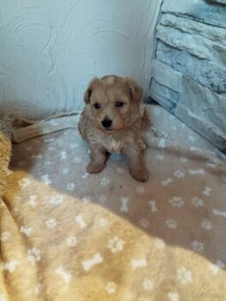 Maltipoo ostatnia suczka