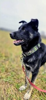 Leon, nieduży młody psiak szuka domu pies psy