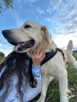 oddam psa golden retriver biszkoptowy labrador