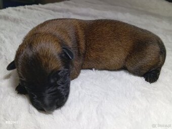 Owczarek belgijski z rodowodem