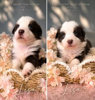 Border Collie szczenięta FCI