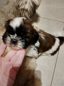 Kochane szczeniaczki w typie shih tzu