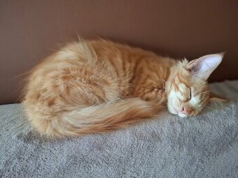 Maine Coon