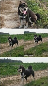 SHIBA INU półroczny szczeniaczek