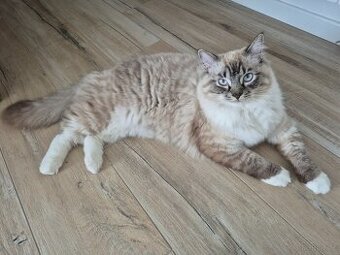 Kot Ragdoll na sprzedaż