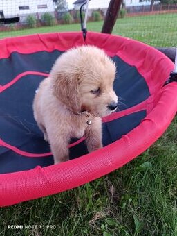 Golden retriever