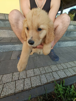 Golden retriever