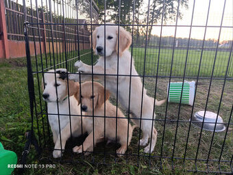 Golden retriever