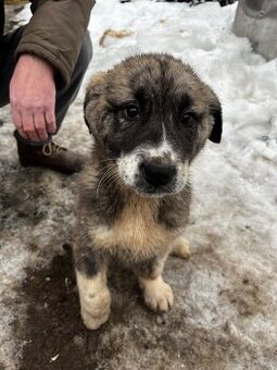 Owczarek środkowoazjatycki