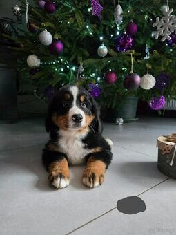 Berneński Pies Pasterski