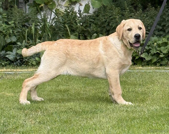 Labrador biszkoptowe szczenięta-psy FCI
