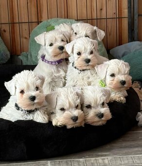 Schnauzer miniatúrne white