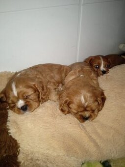Szczeniaki Cavalier King Spaniel