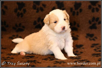 psy szczeniaki Border Collie ZKwP FCI